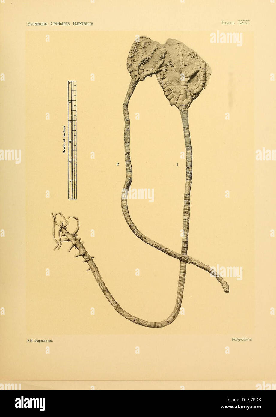 Une étude scientifique des Crinoidea flexibilia, un groupe de crinoïdes flexibles, axée sur leur anatomie et leur classification Banque D'Images
