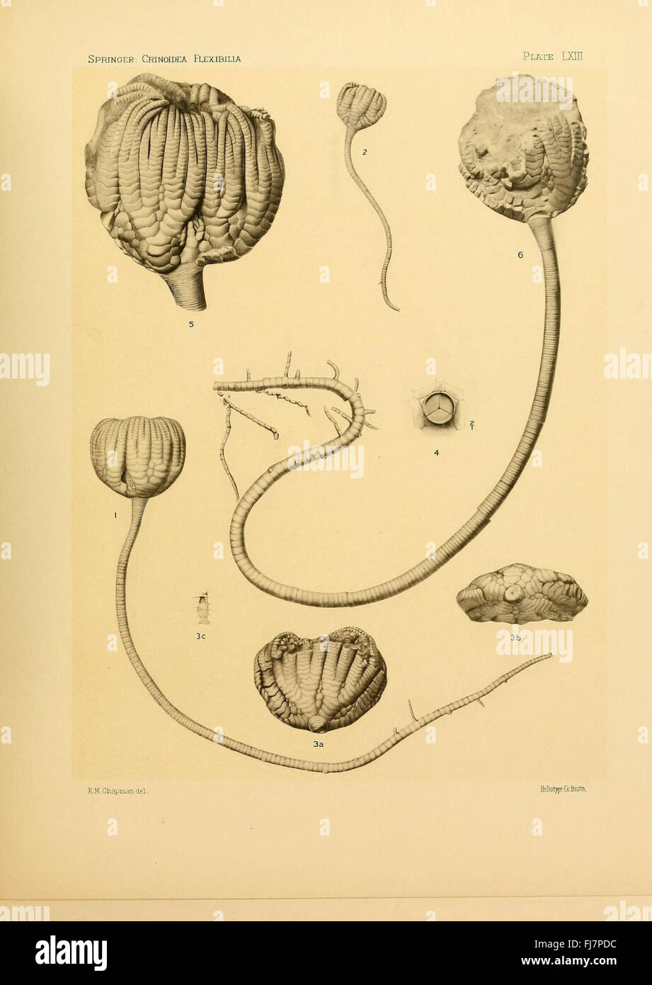 The Crinoidea flexibilia, Crinoidea, Fossil Harvard University, MCZ, Ernst Mayr Library Banque D'Images