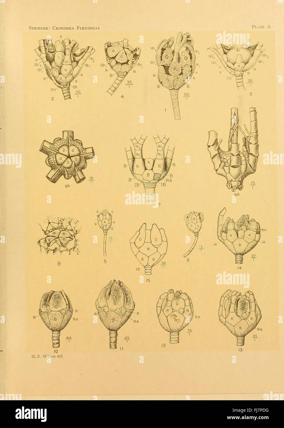 Une étude sur les crinoïdes flexibles, un groupe d’invertébrés marins, incluant des archives fossiles de la collection de l’Université Harvard, axée sur l’évolution et la diversité de ces organismes. Banque D'Images