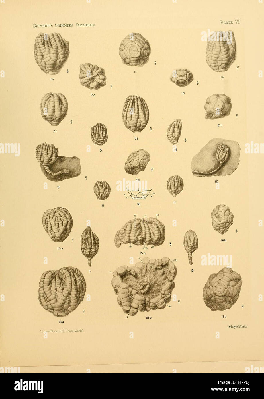Un travail scientifique centré sur les crinoïdes fossilisés, en particulier les espèces flexibles, documentant leur structure et leur classification, hébergé dans la bibliothèque de l'Université Harvard. Banque D'Images