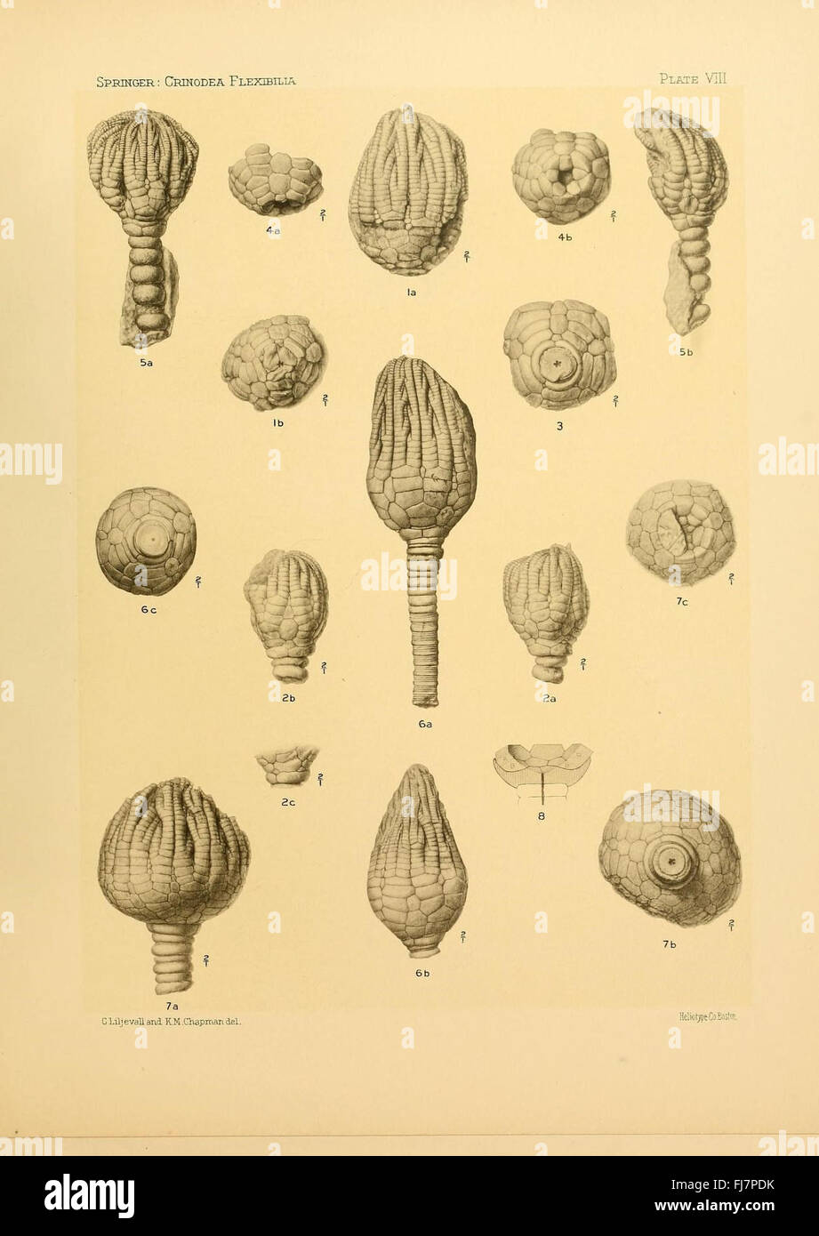 Le Crinoidea flexibilia - Une étude paléontologique des crinoïdes flexibles, examinant les spécimens fossiles et leur signification dans les archives fossiles. Banque D'Images