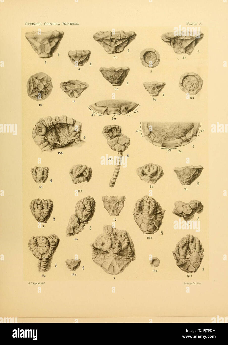 Une étude sur les crinoïdes flexibles, examinant les archives fossiles et leur signification évolutive. Banque D'Images