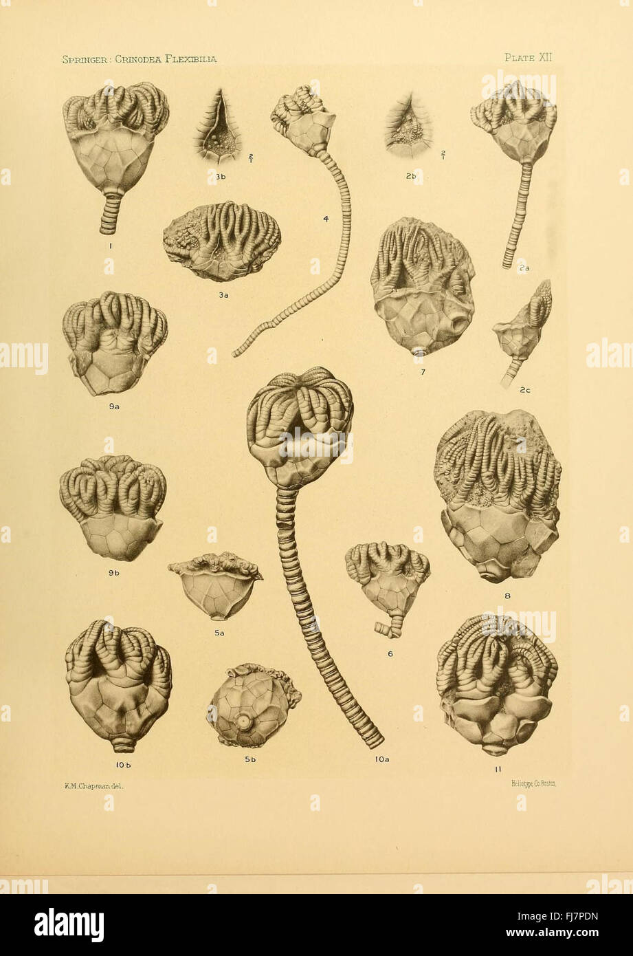 Les flexibilia Crinoidea Banque D'Images