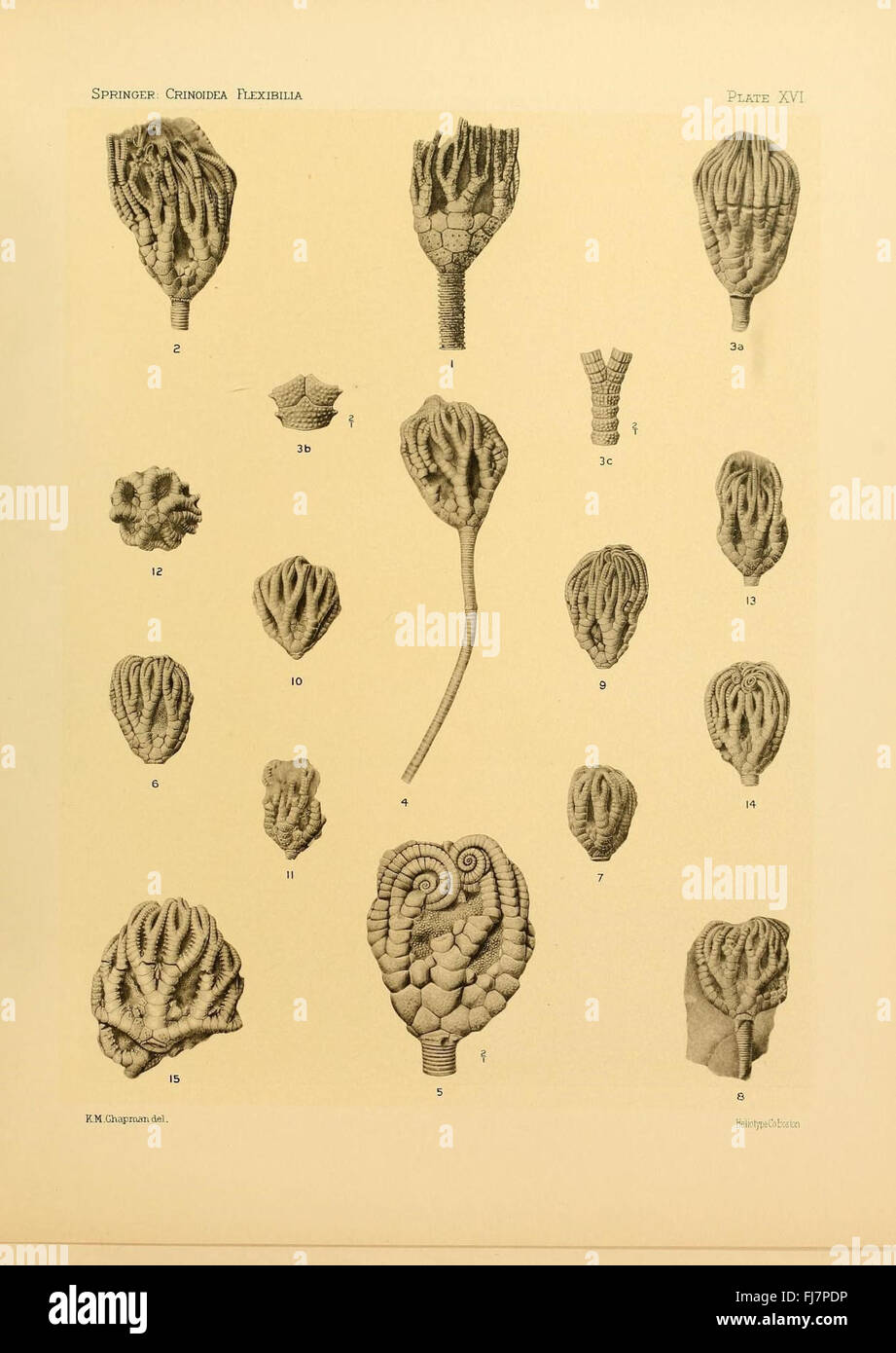 Une étude scientifique sur les espèces de crinoïdes, axée sur leur flexibilité et leurs restes fossilisés, avec des illustrations de la collection de l'Université Harvard. Banque D'Images