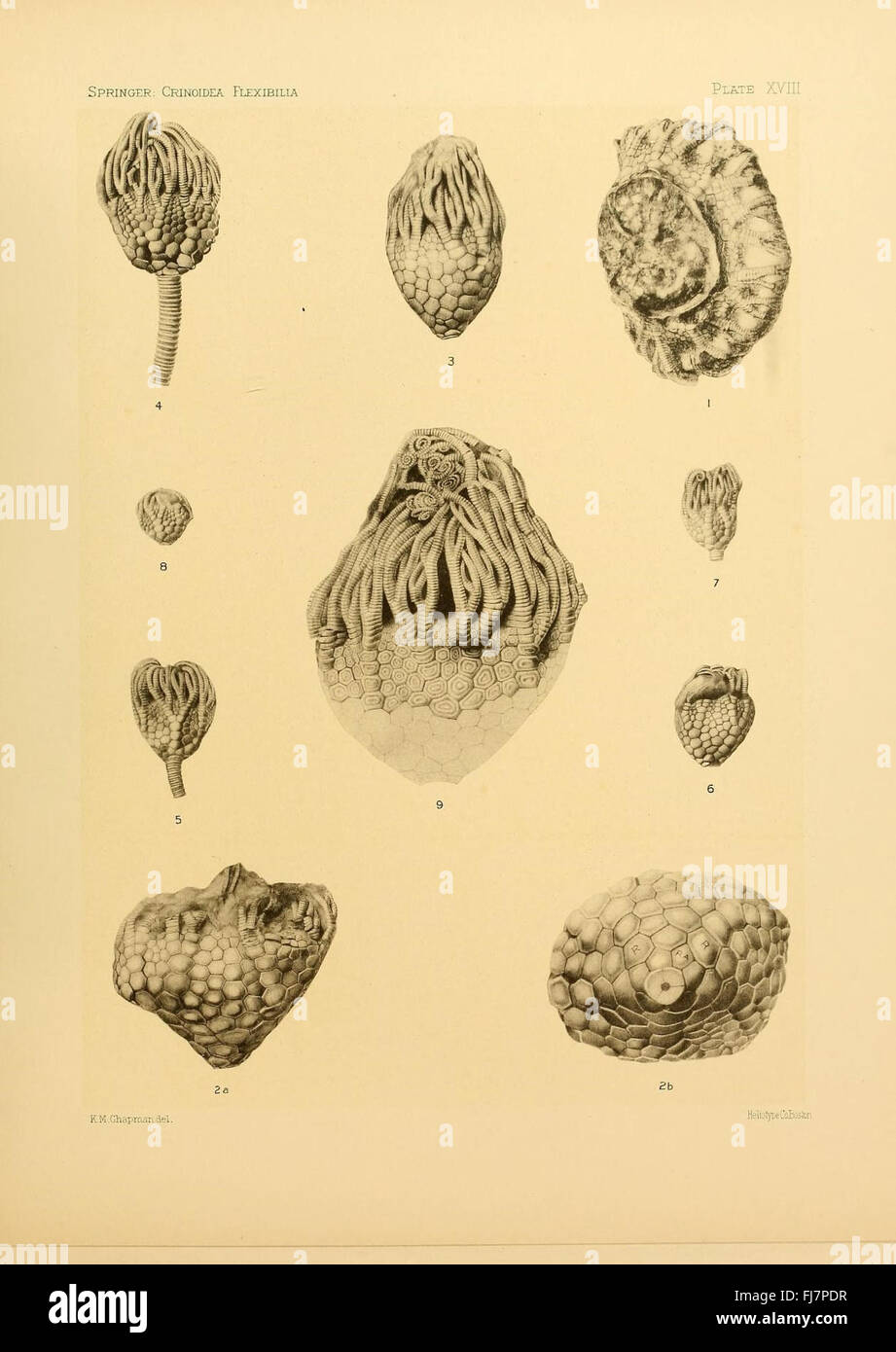 Une étude paléontologique sur les crinoïdes flexibles fossilisés, détaillant leur signification évolutive. Banque D'Images
