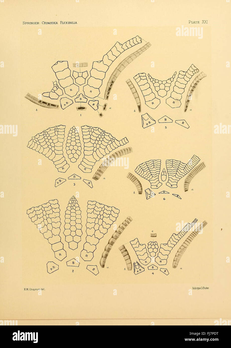 The flexible Crinoidea, Fossils, Harvard University, MCZ, Ernst Mayr Library Banque D'Images