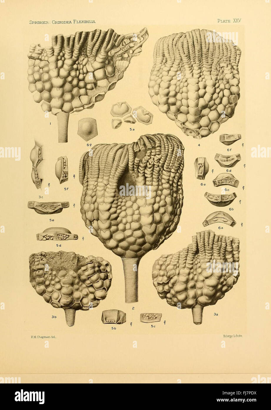 Le Crinoidea Flexibilia, une étude sur les espèces flexibles de Crinoidea, y compris leurs caractéristiques anatomiques et leur signification évolutive Banque D'Images