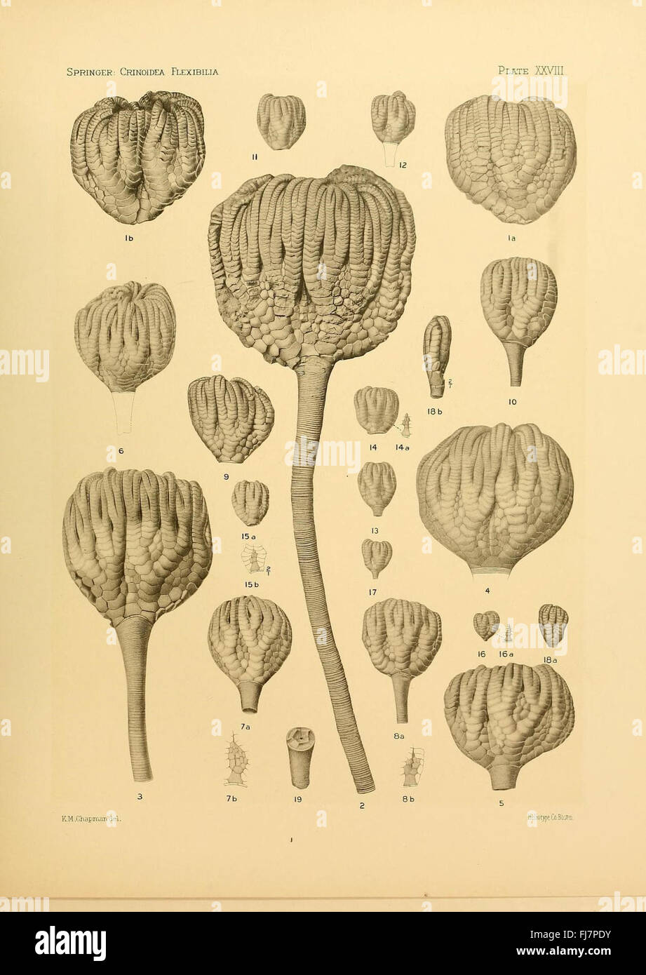 Une étude des crinoïdes flexibles, un groupe d'invertébrés marins, avec des illustrations détaillées et des descriptions des formes fossiles. Banque D'Images