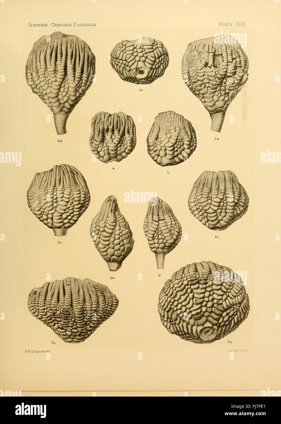 Une illustration de Crinoidea flexibilia, un type de crinoïde fossile, mettant en valeur la structure et les caractéristiques uniques de cet ancien organisme marin. Banque D'Images