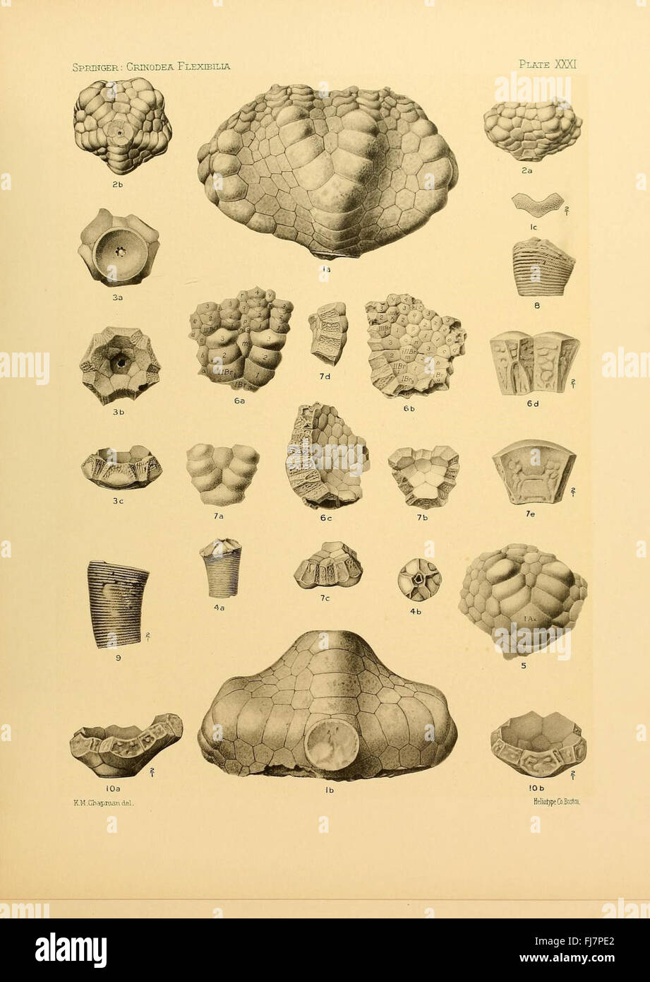The Crinoidea flexibilia, Crinoidea, Fossil Harvard University, MCZ, Ernst Mayr Library Banque D'Images