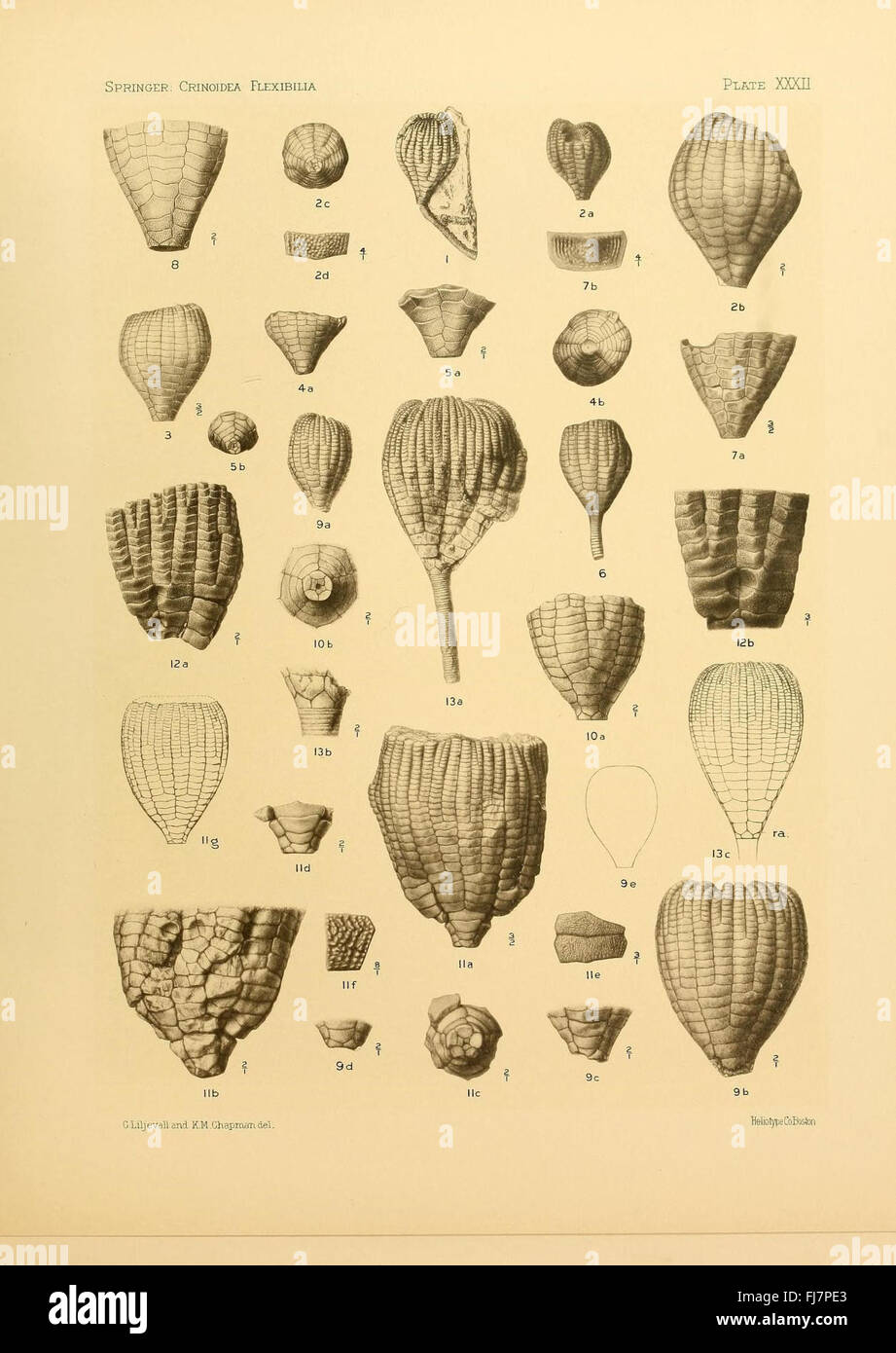 The Crinoidea Flexibilia : étude des crinoïdes flexibles, recherche fossile et collections muséales de l'Université Harvard Banque D'Images