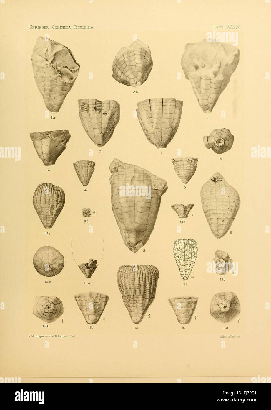 Une étude des crinoïdes flexibles, présentant des spécimens fossiles catalogués dans les collections MCZ de l'Université Harvard et Ernst Mayr Library. Banque D'Images