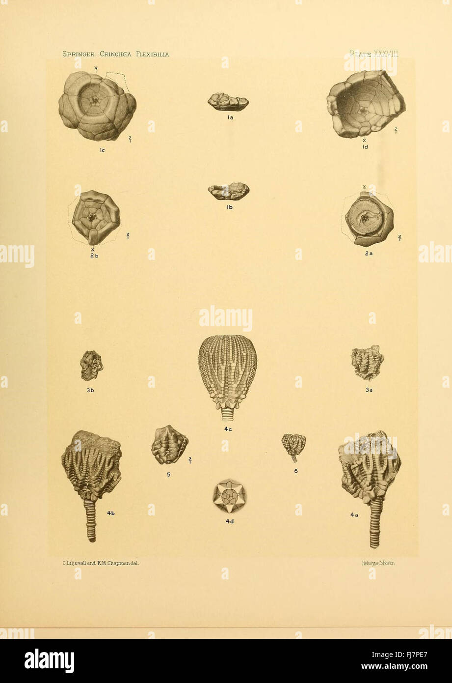 Une étude sur les espèces de crinoïdes flexibles, en se concentrant sur leurs caractéristiques anatomiques et leurs archives fossiles. Banque D'Images