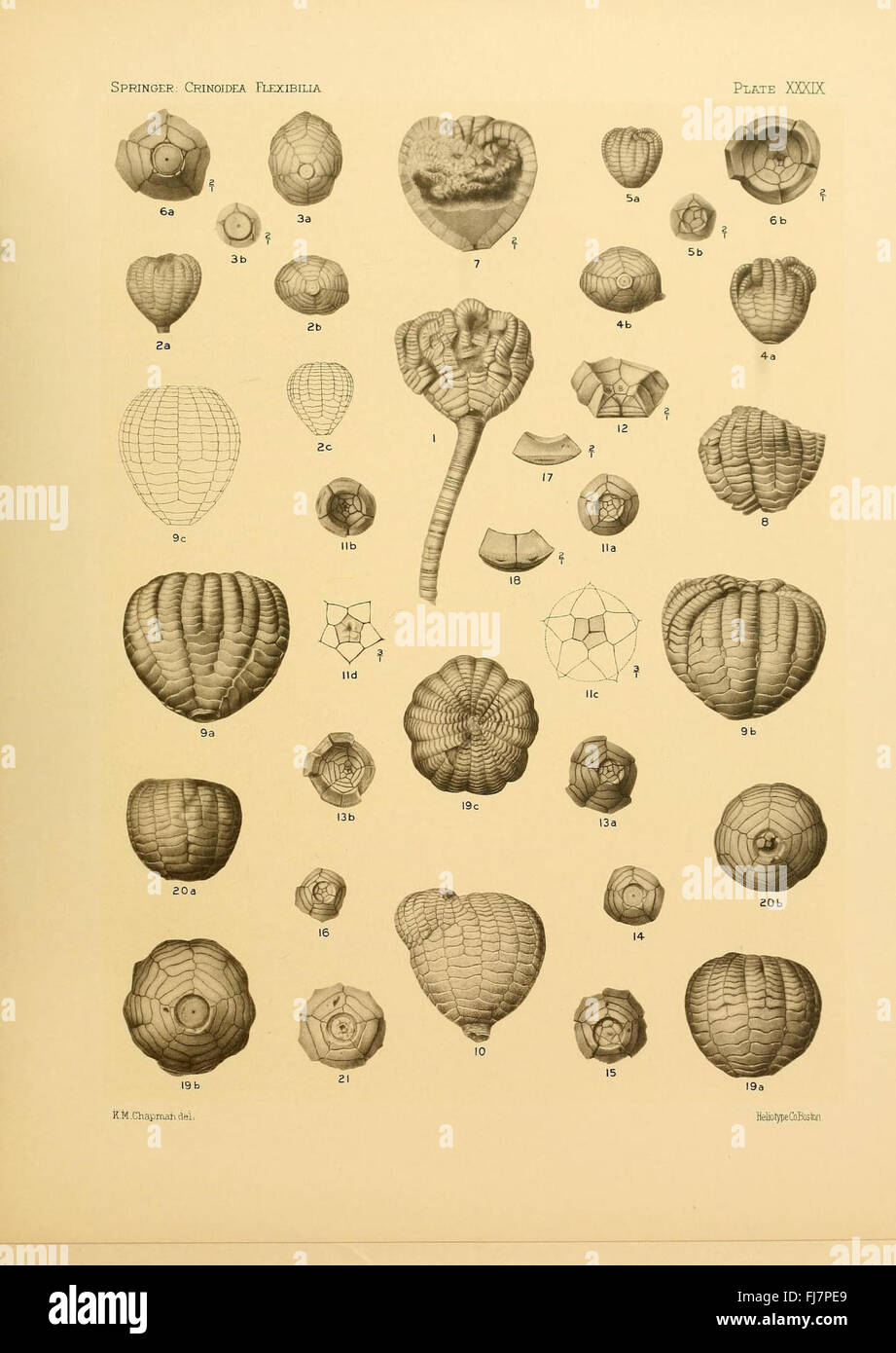 Crinoidea Flexibilia : espèces de crinoïdes fossiles de la collection MCZ de l'Université Harvard, présentant la vie marine ancienne Banque D'Images