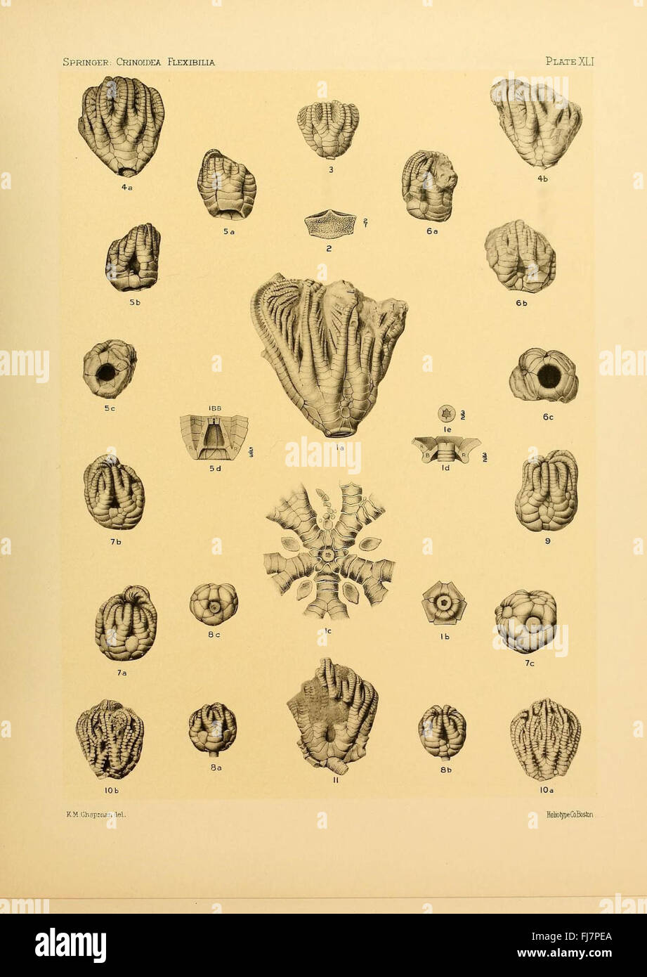 The Crinoidea flexibilia, Crinoidea, Fossil Harvard University, MCZ, Ernst Mayr Library Banque D'Images