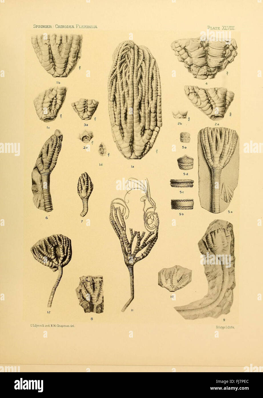 The Crinoidea flexibilia, Crinoidea, Fossil Harvard University, MCZ, Ernst Mayr Library Banque D'Images