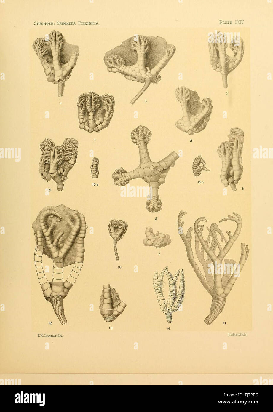 Crinoidea flexibilia, Crinoidea, Fossil, Harvard University, MCZ, bibliothèque Ernst Mayr Banque D'Images