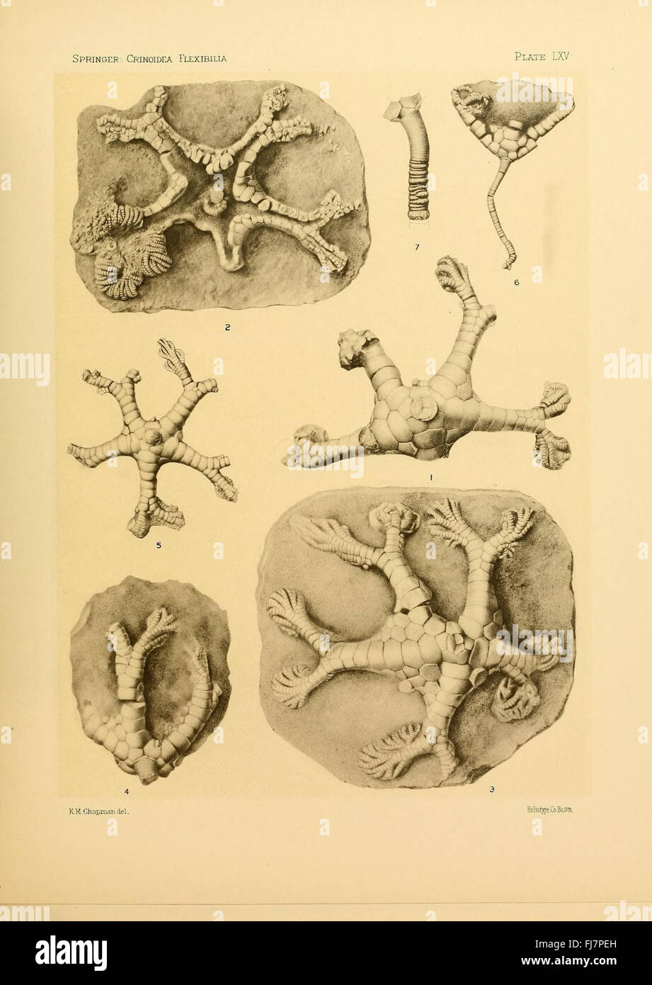 Crinoidea, fossiles, Université Harvard, MCZ, Bibliothèque Ernst Mayr, espèces fossiles, paléontologie, invertébrés marins, espèces crinoïdes, étude fossile, paléontologie précoce, fossiles marins, paléoécologie, zoologie, identification fossile, écosystèmes marins, archives fossiles, biologie évolutive, fossiles d'invertébrés, histoire naturelle, périodes géologiques, recherche scientifique, comportement des crinoïdes, catalogues fossiles, biodiversité, recherche sur les crinoïdes, identification des espèces, espèces éteintes, formes de vie marines, histoire géologique, archives paléontologiques, comportement fossile, écologie marine Banque D'Images