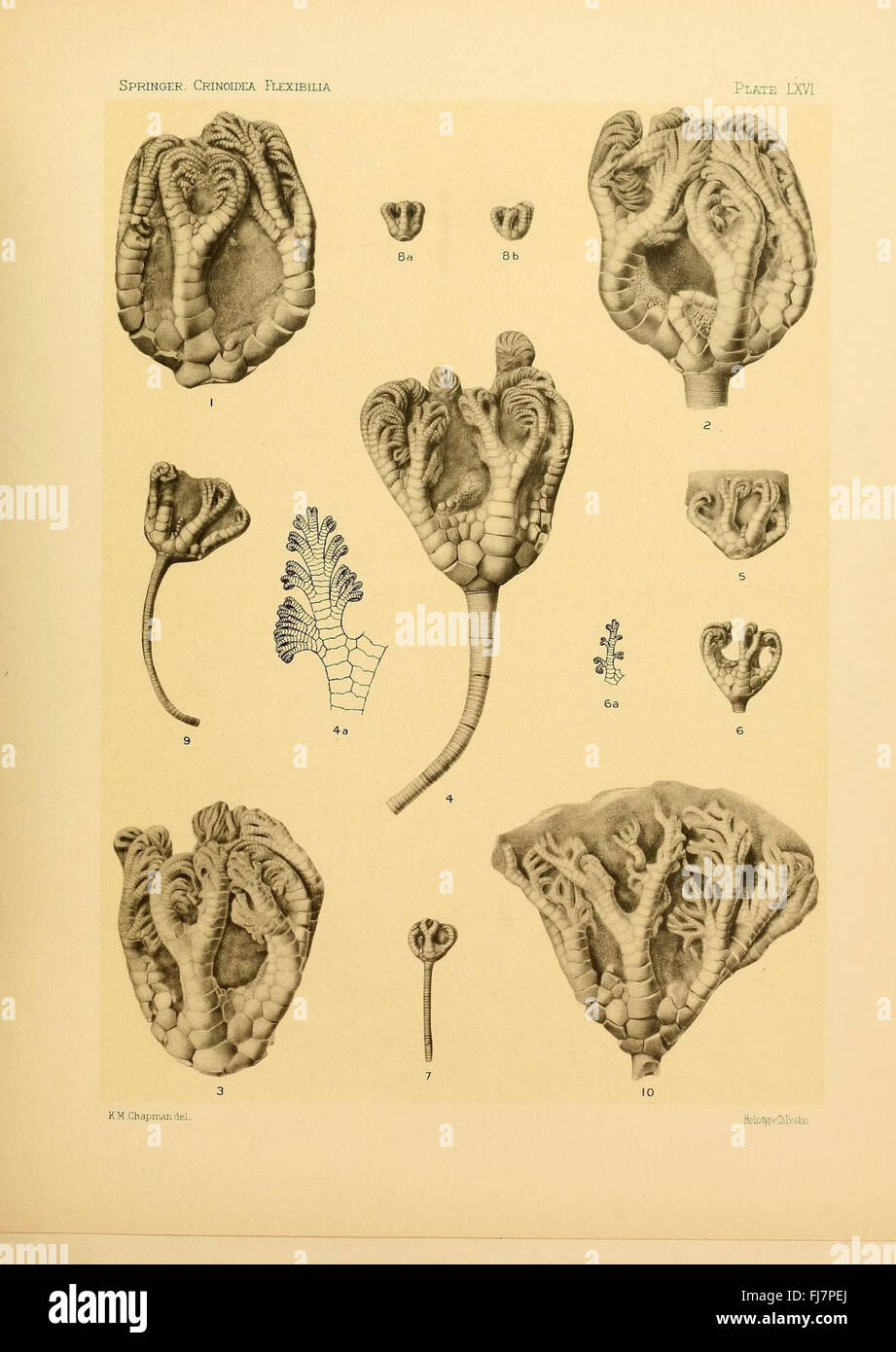 The Crinoidea Flexibilia, détaillant les crinoïdes flexibles trouvés dans les archives fossiles, Harvard University, MCZ, Ernst Mayr Library Banque D'Images