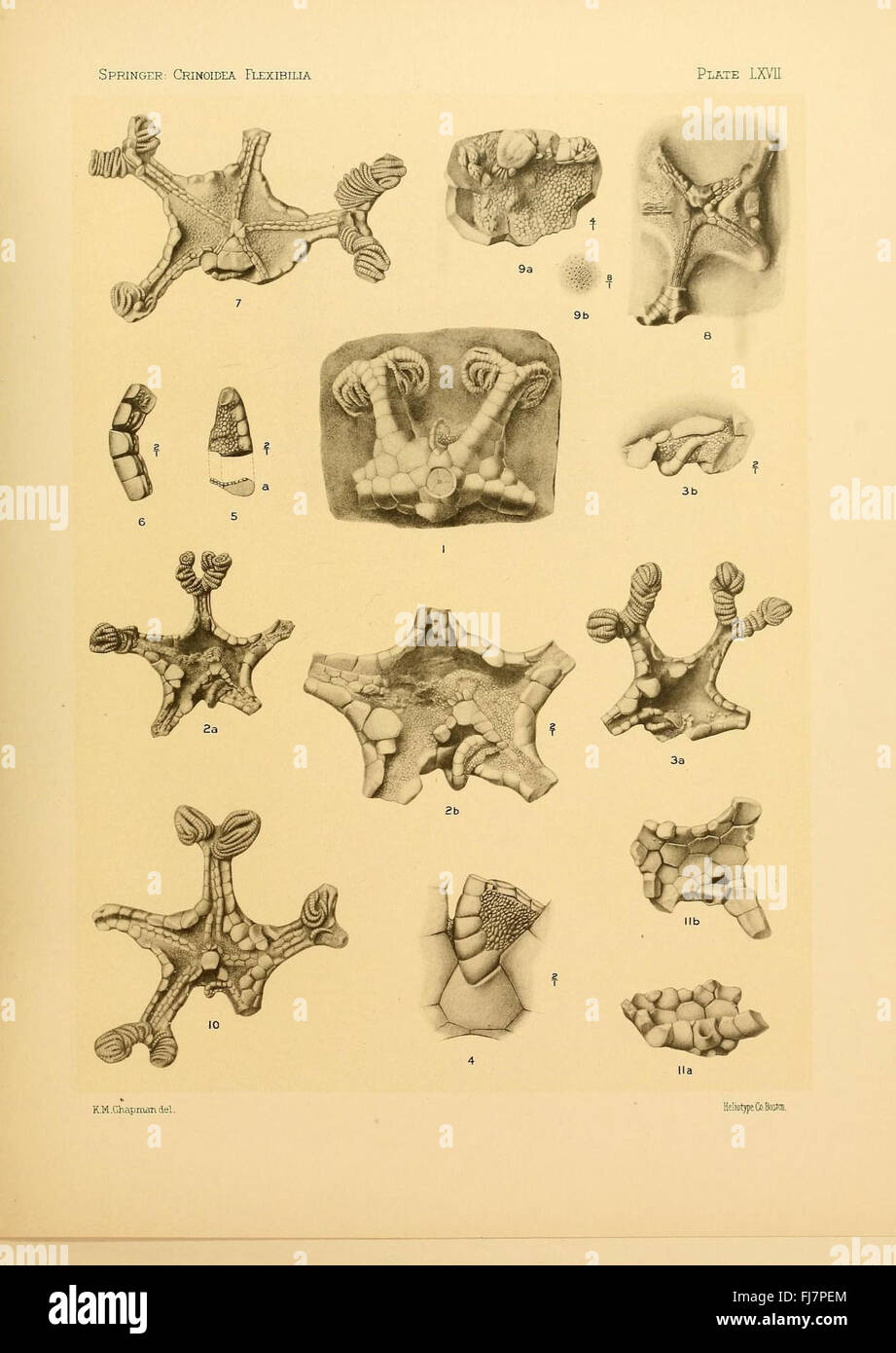 Le Crinoidea flexibilia - Une étude des crinoïdes flexibles, y compris les espèces fossiles, avec des illustrations détaillées Banque D'Images