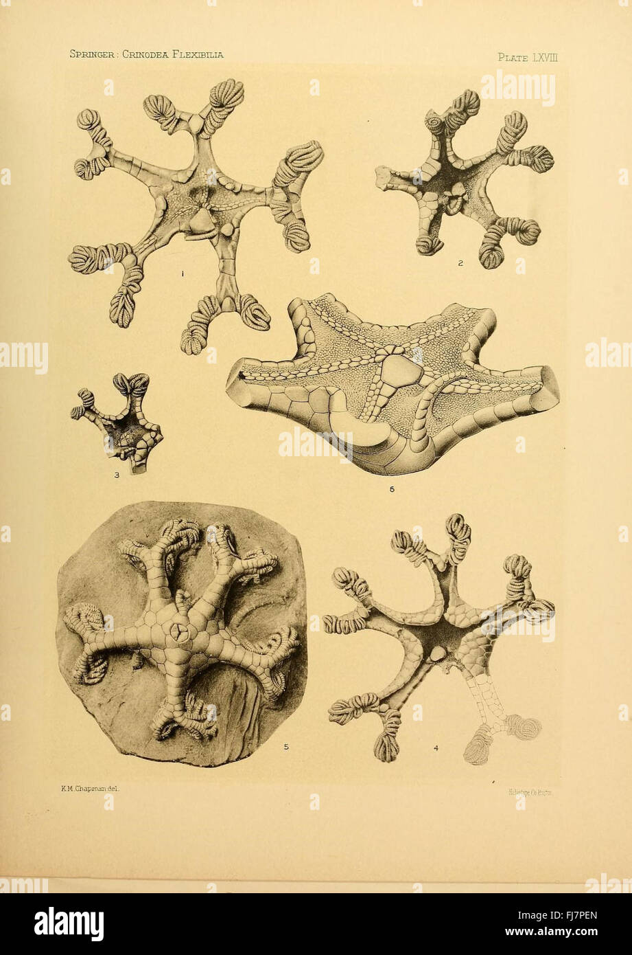 Un traité scientifique sur les espèces fossiles de Crinoidea, centré sur leurs structures flexibles et leur rôle dans les études paléontologiques. Banque D'Images