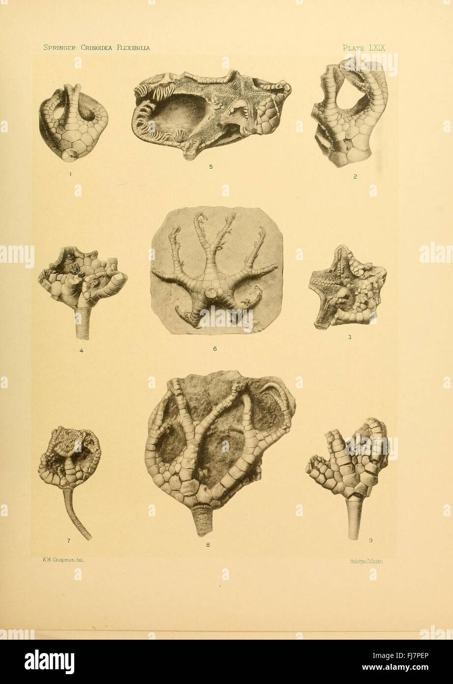 Une étude paléontologique sur les crinoïdes flexibles fossilisés, détaillant leur signification évolutive. Banque D'Images