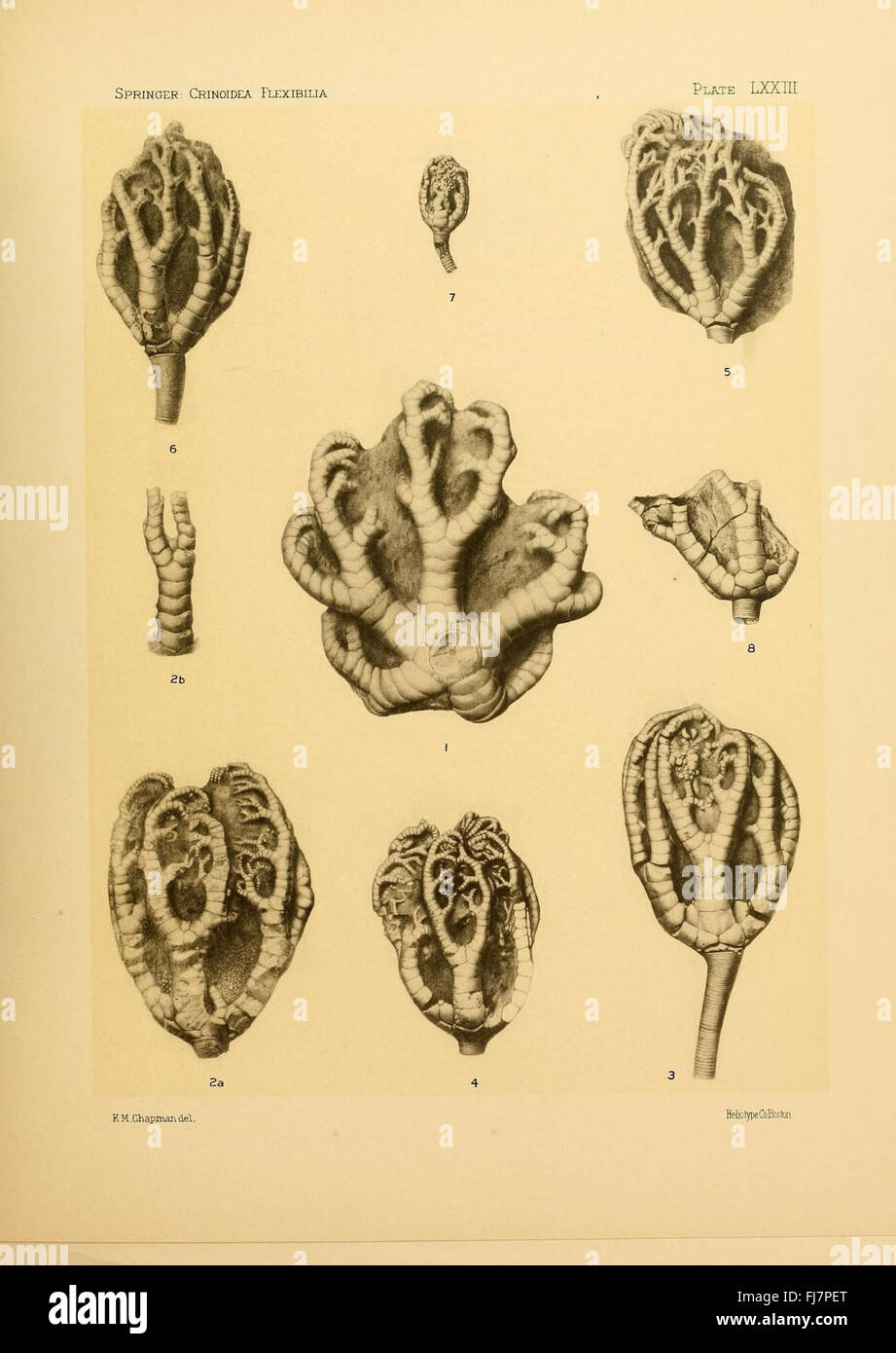 Une étude détaillée des crinoïdes flexibles, fossiles d'animaux marins anciens, recueillis et conservés par l'Université Harvard et la Bibliothèque Ernst Mayr. Banque D'Images