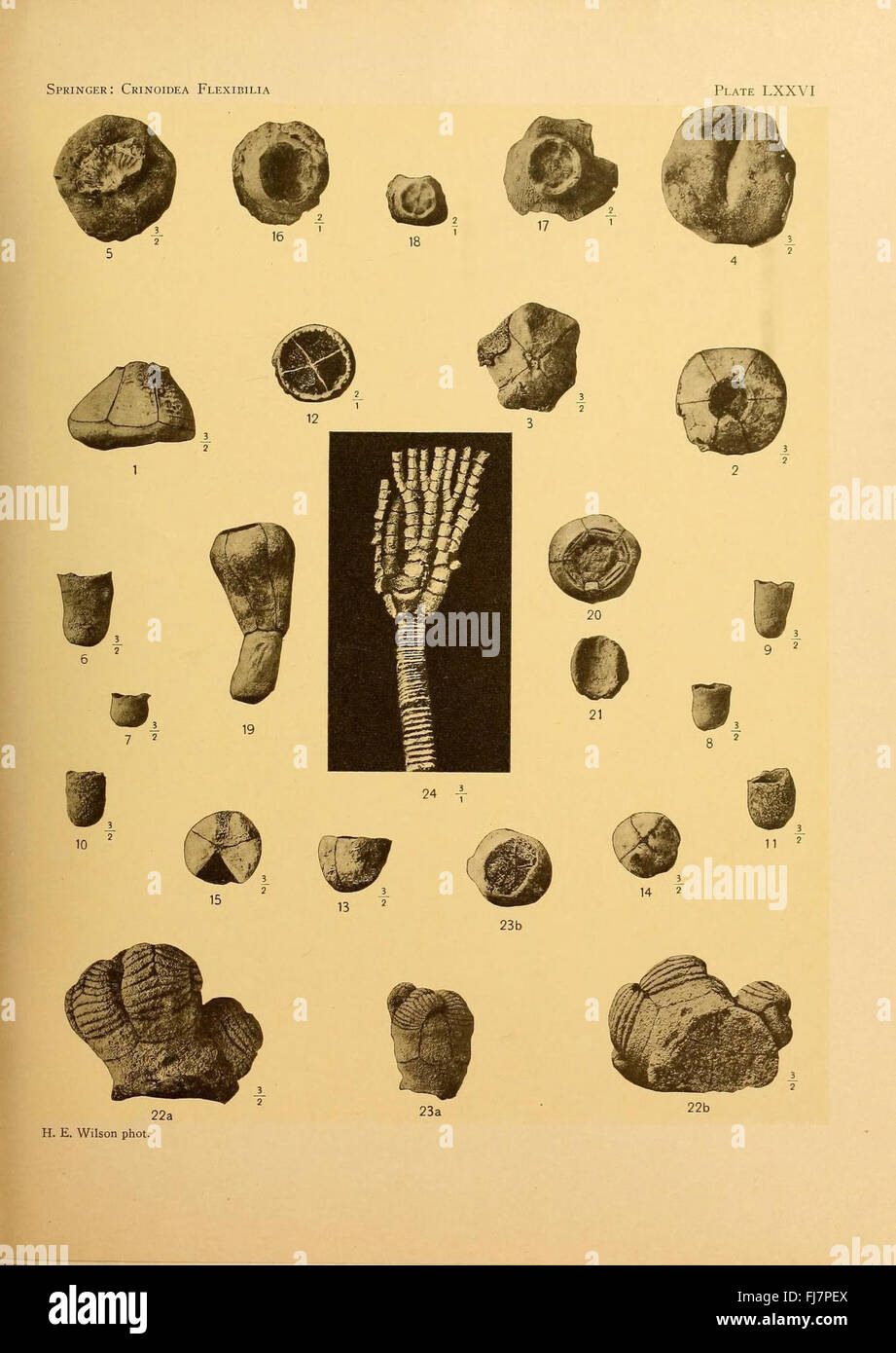 Les flexibilia Crinoidea Banque D'Images