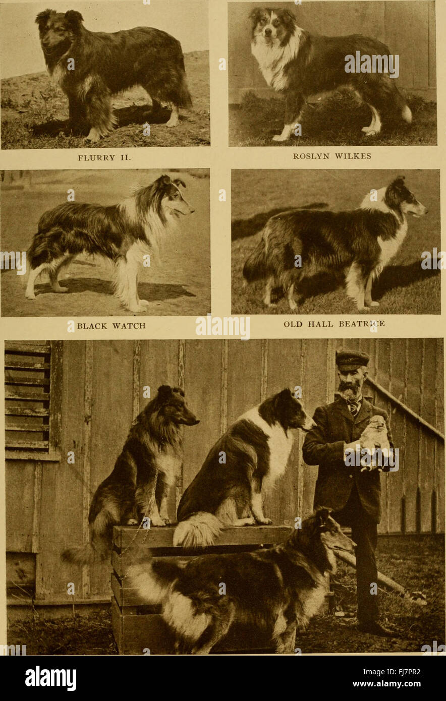 Le livre de chien (1906) Un guide complet sur les races de chiens — free download