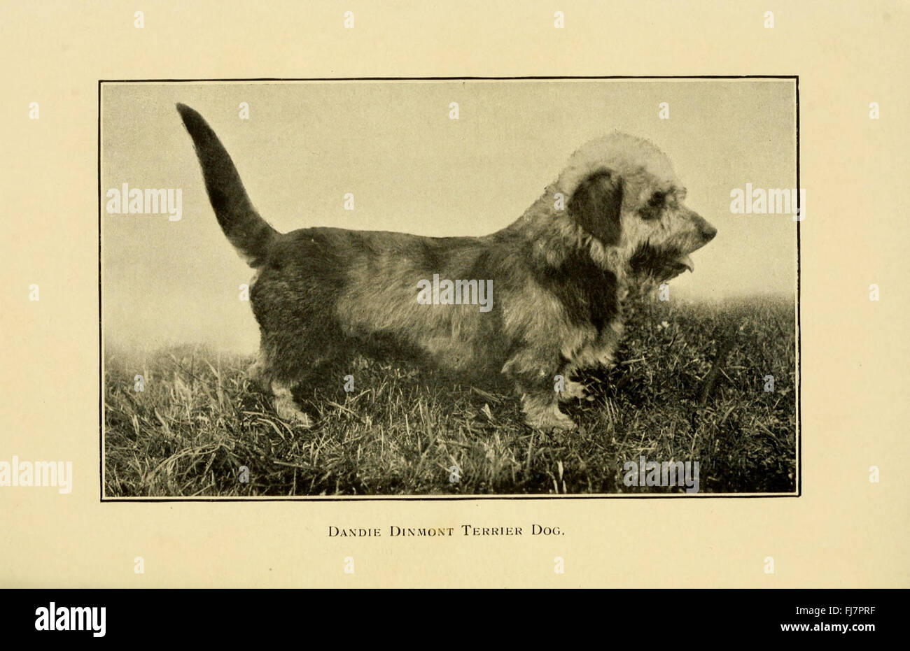 Guide complet sur la santé des chiens, les soins médicaux et le traitement des blessures et des maladies. Banque D'Images