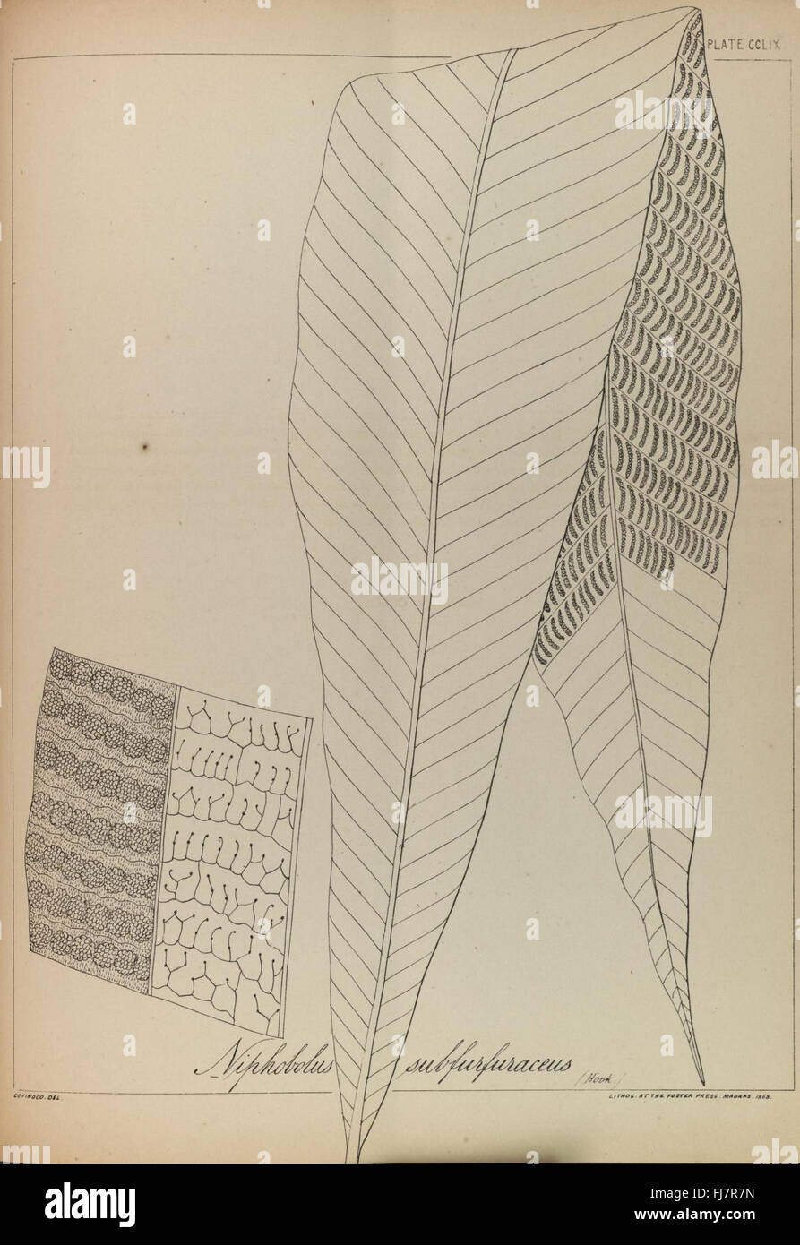 Inde, fougères, ptéridophytes, espèces végétales, recherche botanique, plantes tropicales, flore, biodiversité, études écologiques, identification des plantes, fougères de l'Inde, distribution végétale, conservation végétale, flore indienne, illustrations botaniques, recherche scientifique, taxonomie végétale, espèces de fougères, habitats végétaux, archives botaniques, études environnementales, diversité végétale, surveillance écologique, préservation des plantes, documentation des espèces, végétation, catalogage de la flore, exploration végétale, taxonomie des fougères, écosystèmes tropicaux, habitats des fougères Banque D'Images