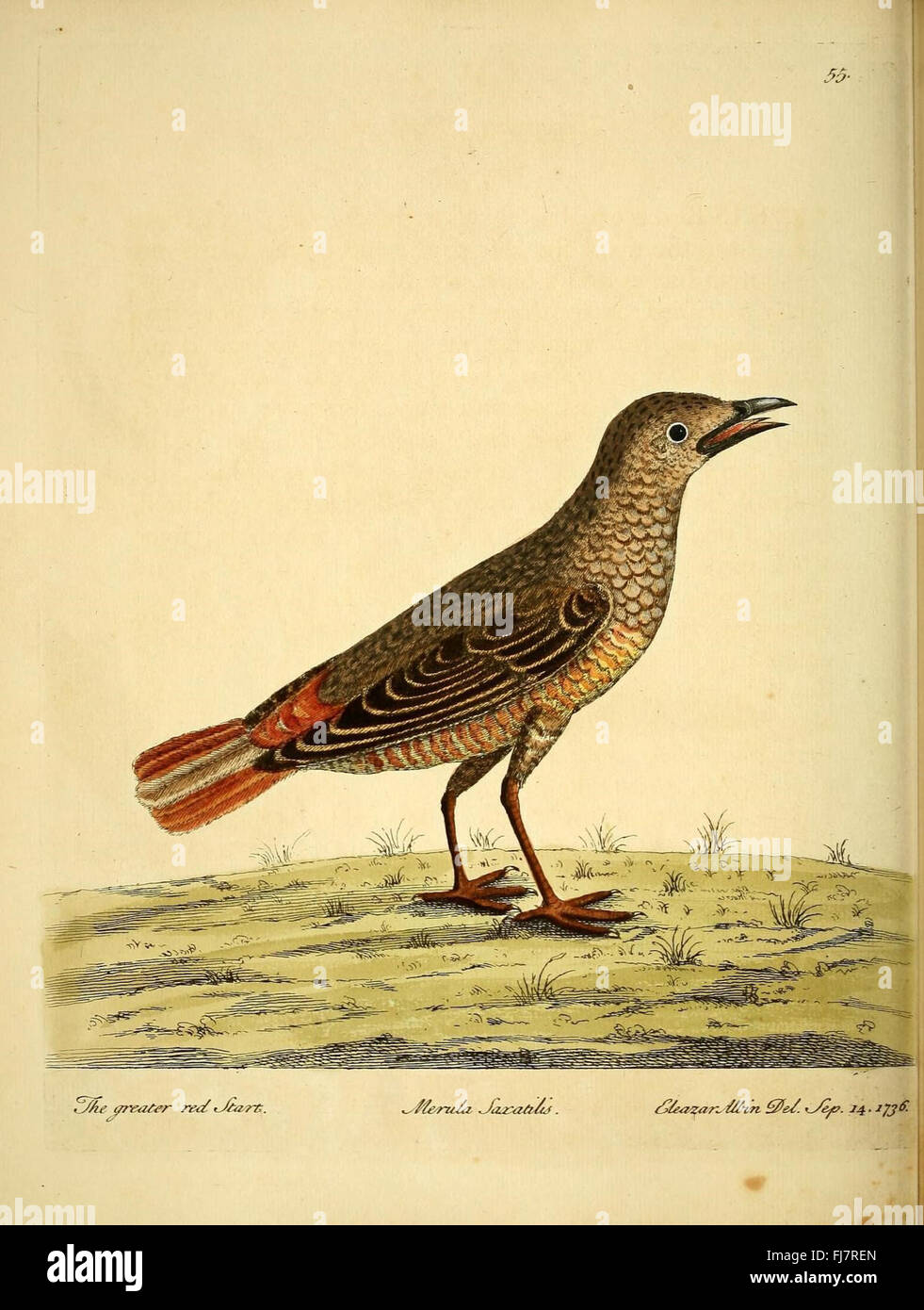 Gravure Ancienne XIXe, Histoire Naturelle Oiseaux, Dimensions 39.5x26.5 Cm, Taches/Rousseurs