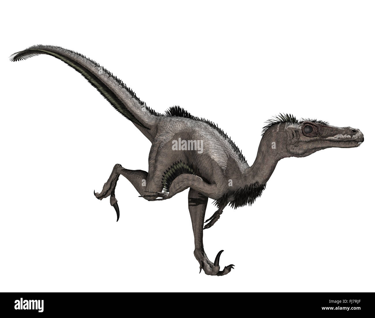Velociraptor mongoliensis Banque D'Images