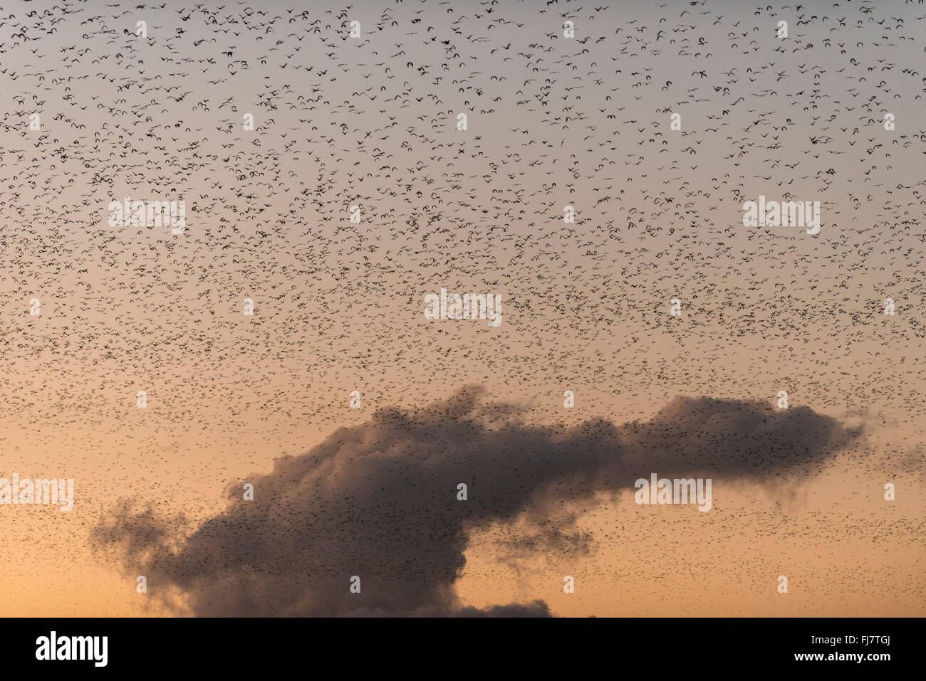 Une navette aérienne phénoménale de peut-être un demi-million de petits renards volants au coucher du soleil environ 6:10h00, l'avion de leur journée ro Banque D'Images
