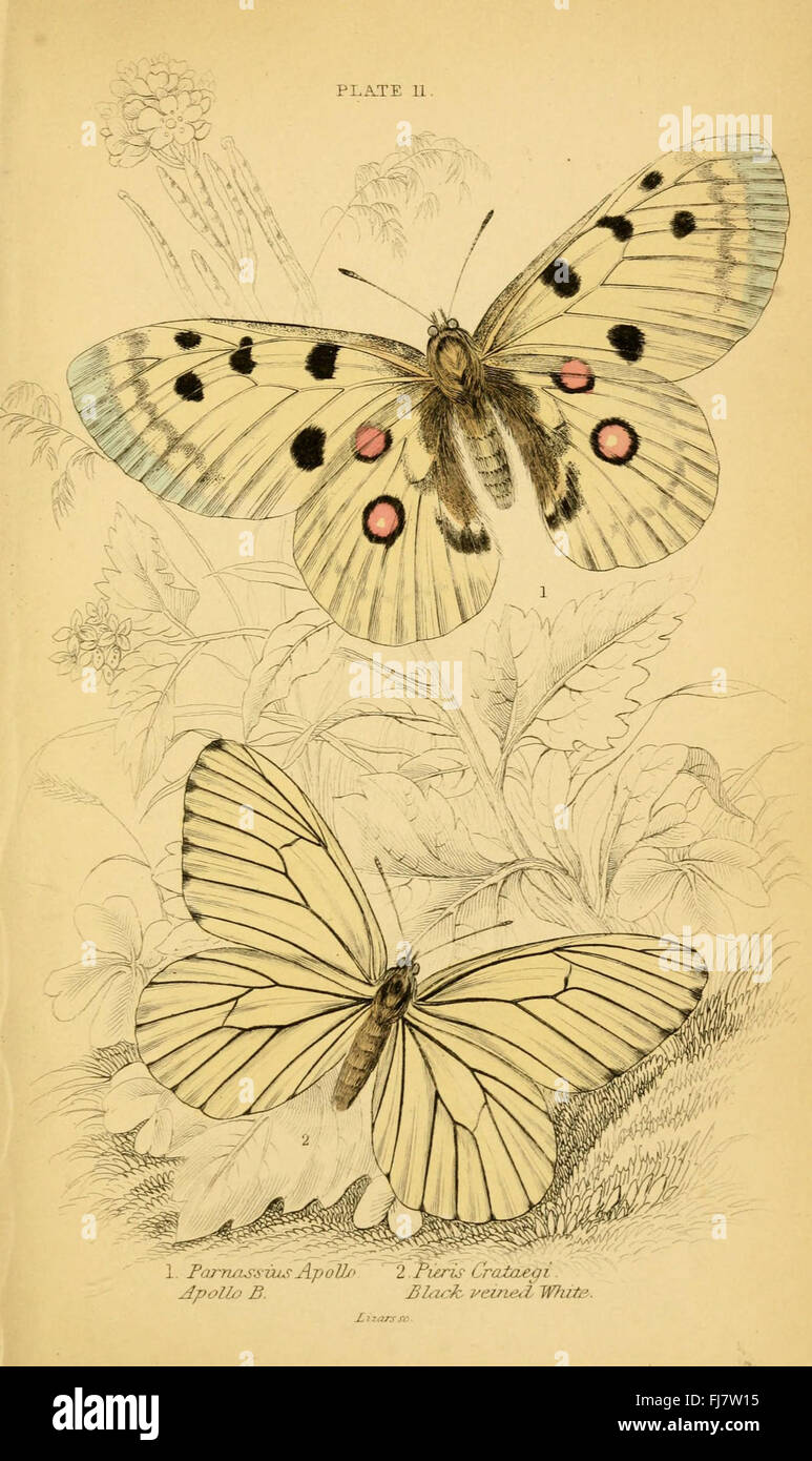 L'histoire naturelle du British butterflies (planche 11) Banque D'Images