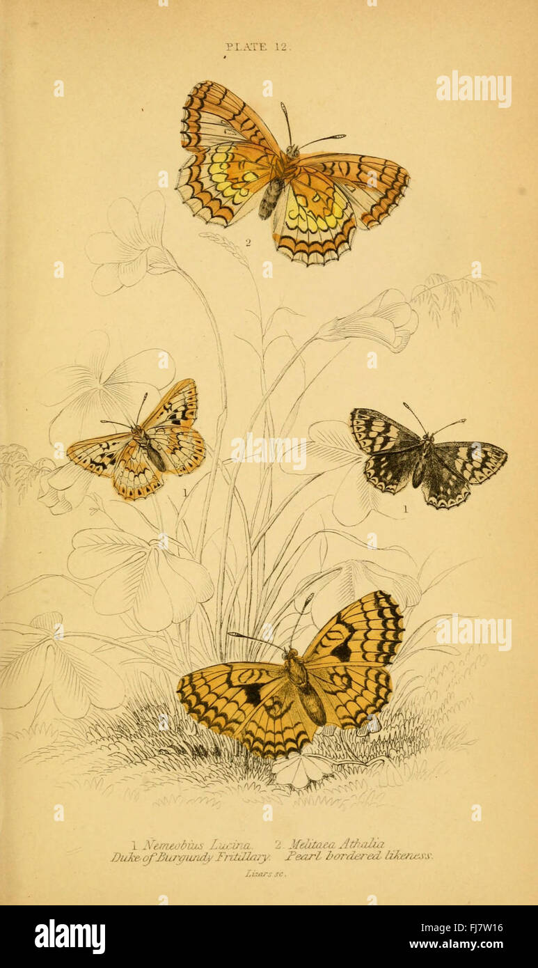 L'histoire naturelle du British butterflies (planche 12) Banque D'Images