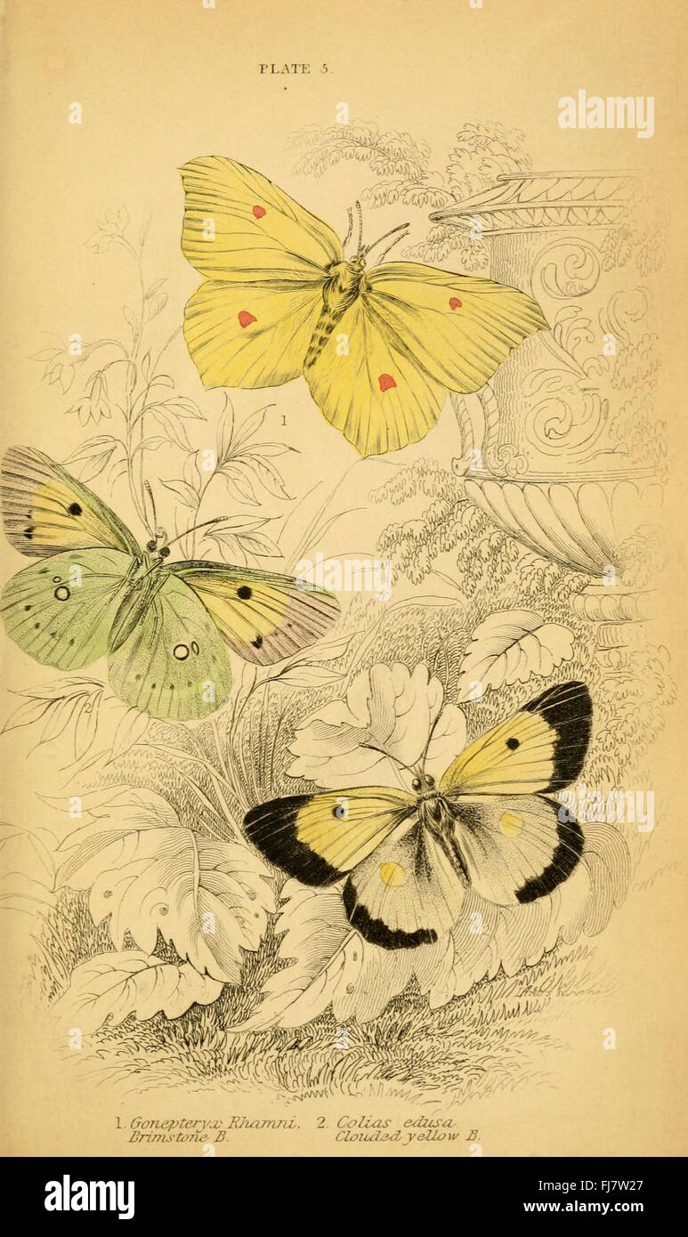 L'histoire naturelle du British butterflies (planche 5) Banque D'Images