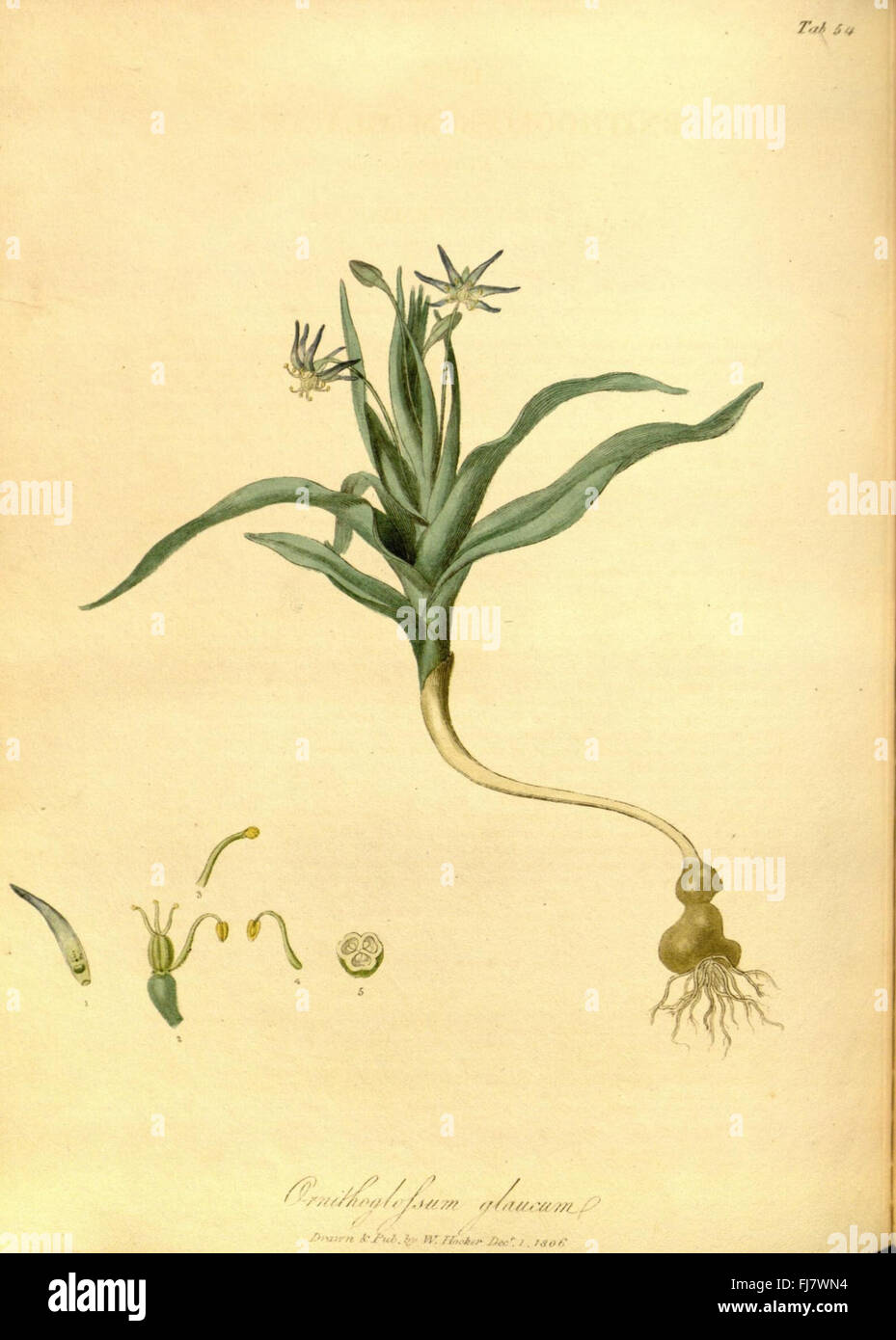 Les fleurs du mal/1861/sépulture le Banque D'Images