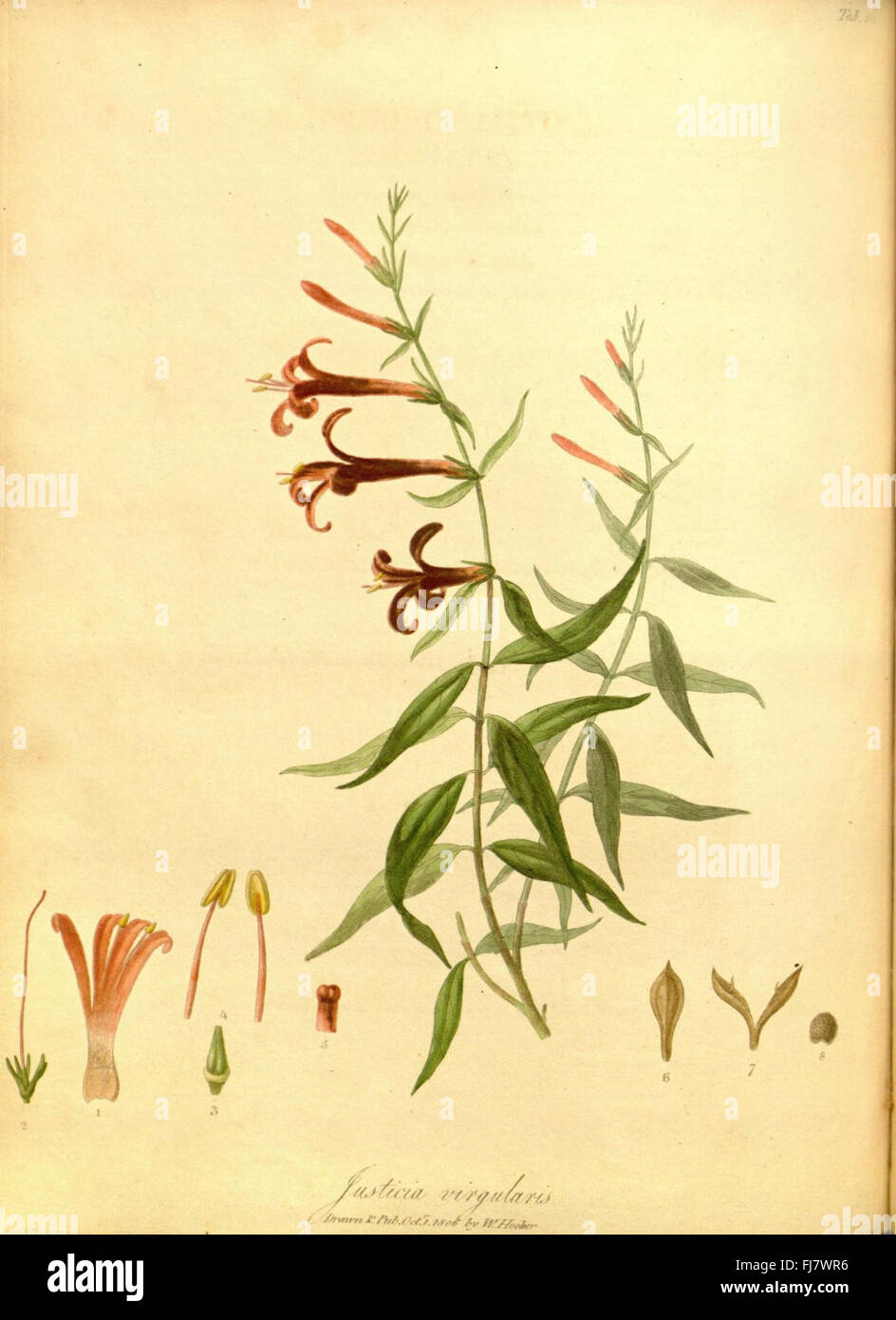 Gravure sur cuivre colorée à la main du XIXe siècle représentant des plantes cultivées à Londres, mettant en valeur l'art botanique détaillé Banque D'Images