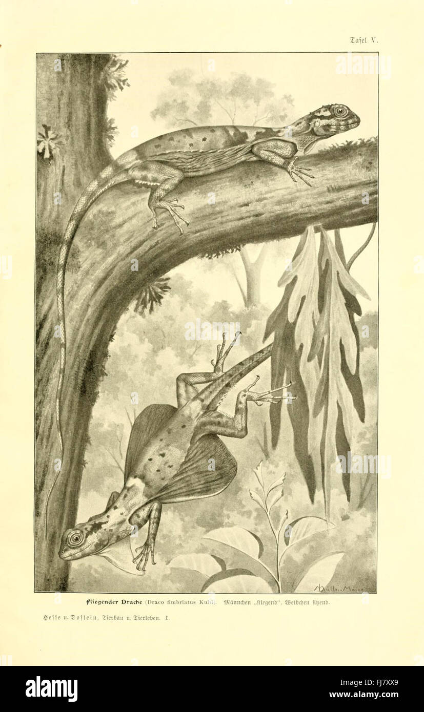 Ce travail explore l'anatomie et la physiologie animales, en mettant l'accent sur l'anatomie comparée et l'étude de la vie animale. Il couvre la structure, la fonction et le comportement des animaux, contribuant à la compréhension de la diversité biologique, de la recherche sur la faune et de la biologie évolutive à travers des études scientifiques et l'exploration anatomique. Banque D'Images