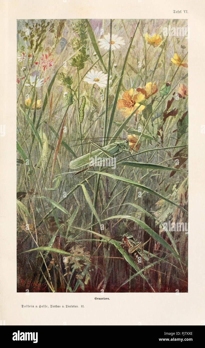 Tierbau und Tierleben in ihrem Zusammenhang betrachtet - anatomie et physiologie animales, Bibliothèque MBLWHOI, Woods Hole Banque D'Images