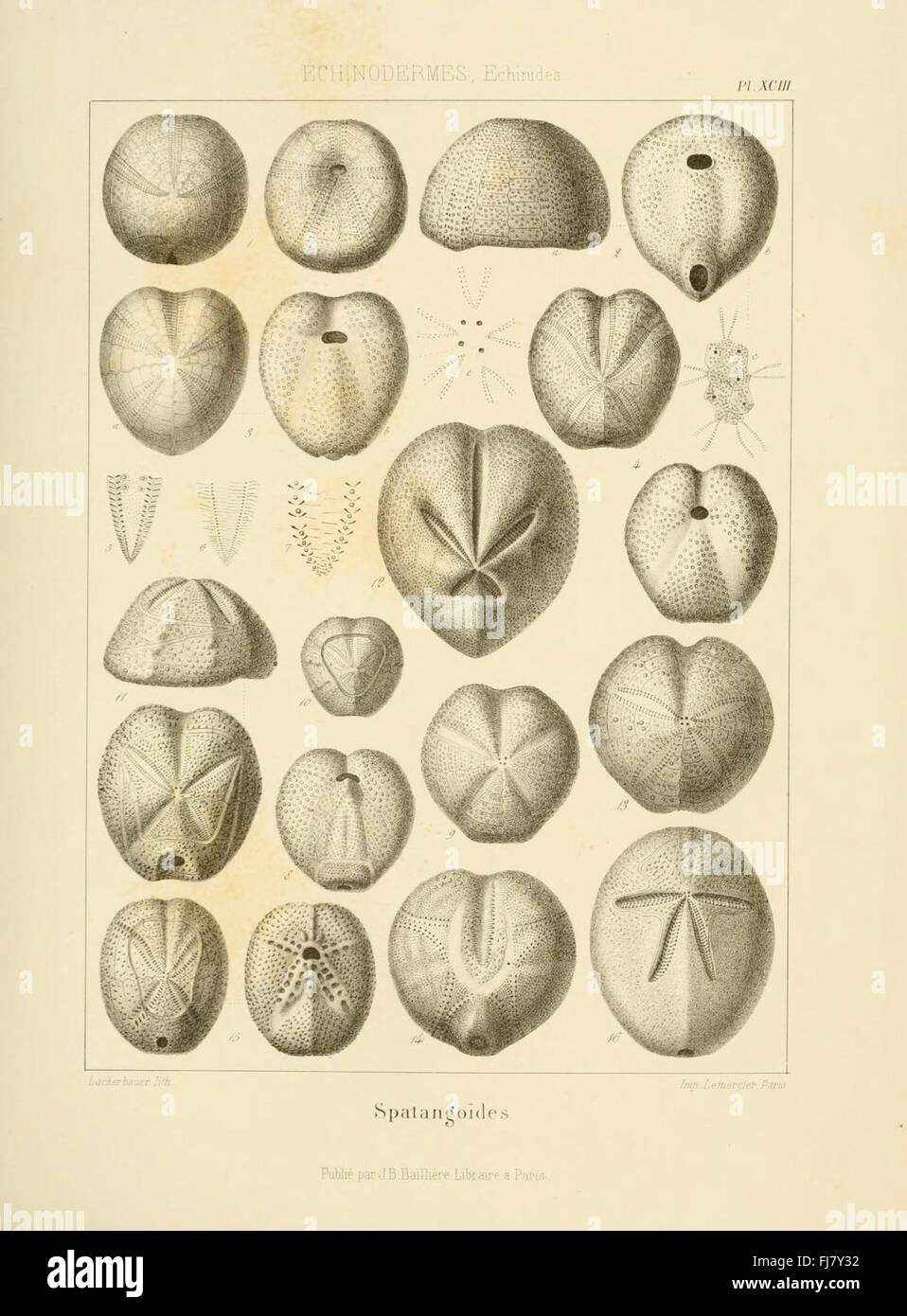 Un travail complet sur la paléontologie comprenant des illustrations détaillées de fossiles et des explications sur leur importance dans l'histoire de la Terre. Banque D'Images