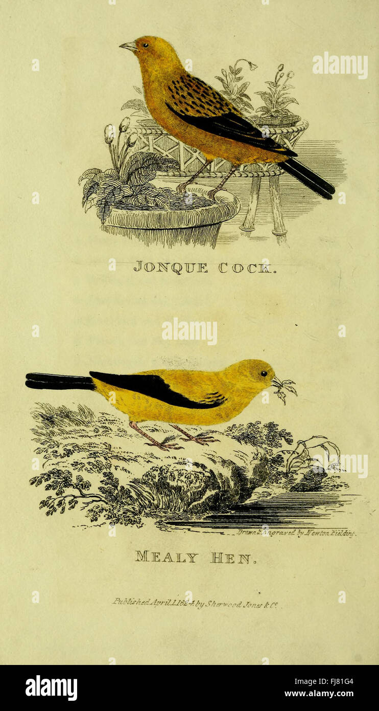 Un traité sur la pratique les oiseaux chanteurs Banque D'Images