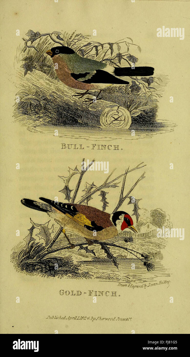 Un traité sur la pratique les oiseaux chanteurs Banque D'Images