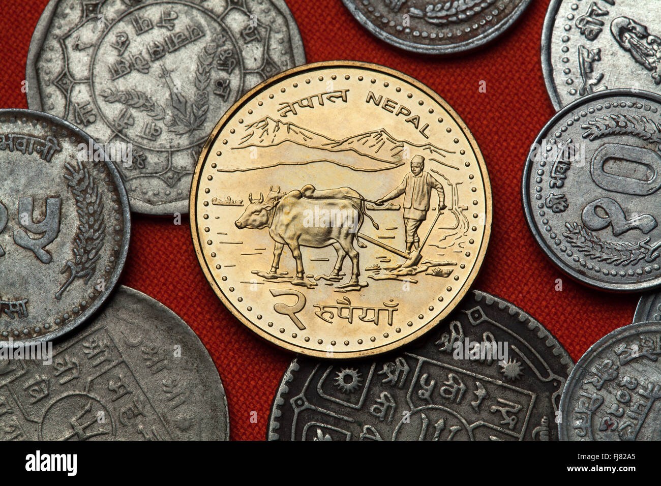 Coins du Népal. Farmer ploughing avec de l'eau buffles représenté dans les deux coins de la roupie népalaise. Banque D'Images