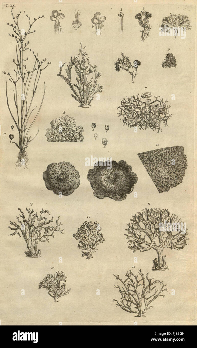 Botanicon parisiense, UO, Denombrement par ordre alphabetique des plantes, qui se trouvent aux environs de Paris (tab. XX) Banque D'Images