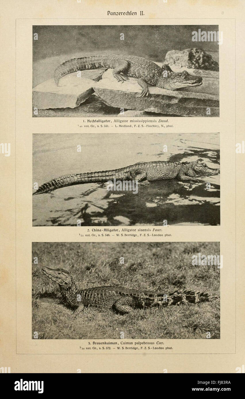 Plaque de 'Brehms Tierleben' représentant des reptiles blindés (Panzerechsen II), mettant en valeur le comportement animal Banque D'Images