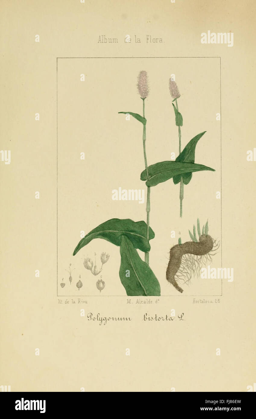 Album de la flore mC3A9soad-farmacC3A9C3A9 de l'Utica, industriels indC3ADgena excserver3B3y tica (Pl. 49) Banque D'Images