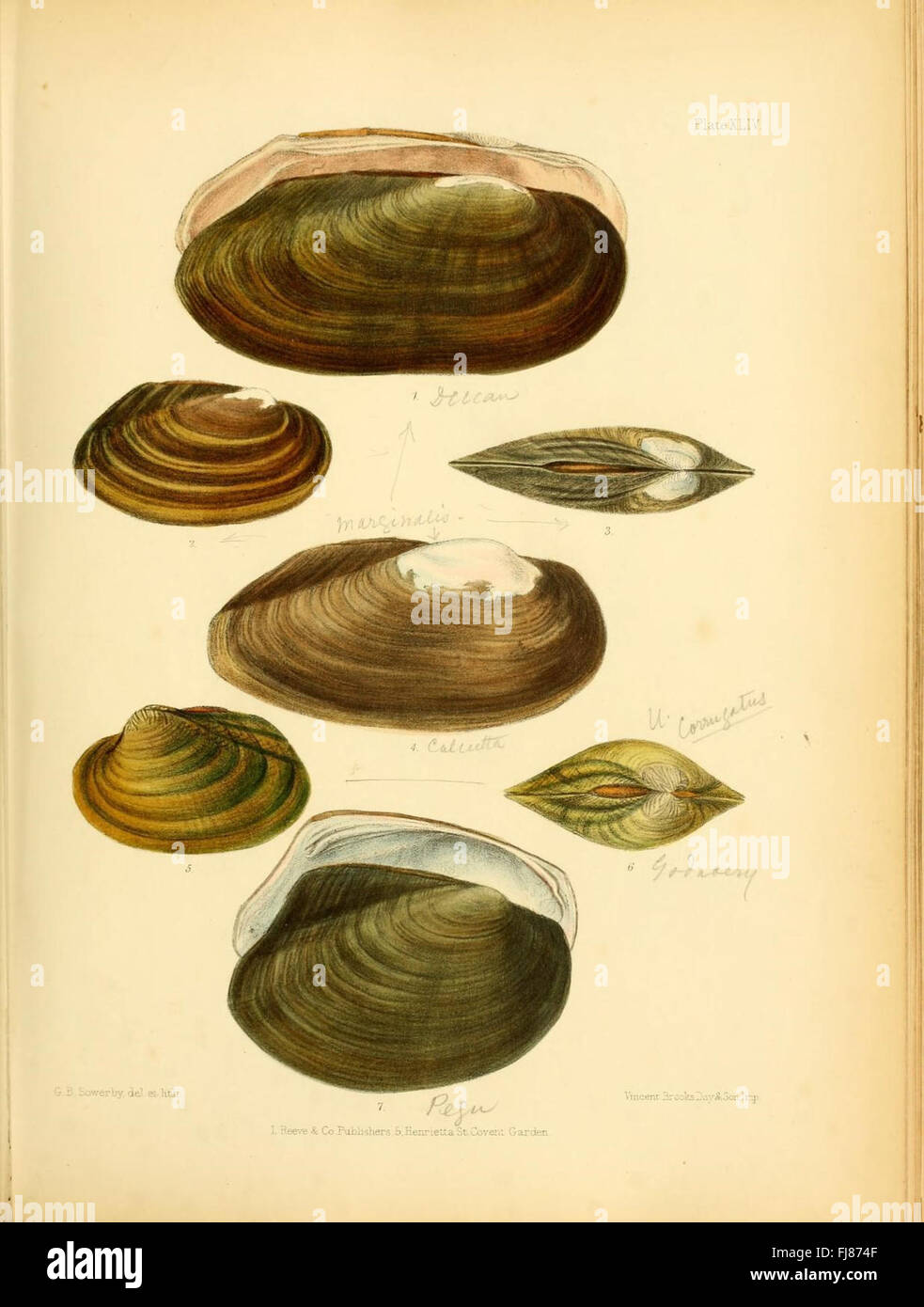 Conchologia indica (Planche XLIV) Banque D'Images
