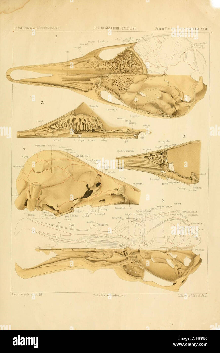 Une étude détaillée de la structure du crâne des monotrèmes, un groupe de mammifères pondeurs, avec des illustrations scientifiques. Banque D'Images